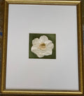 Everlasting Magnolia