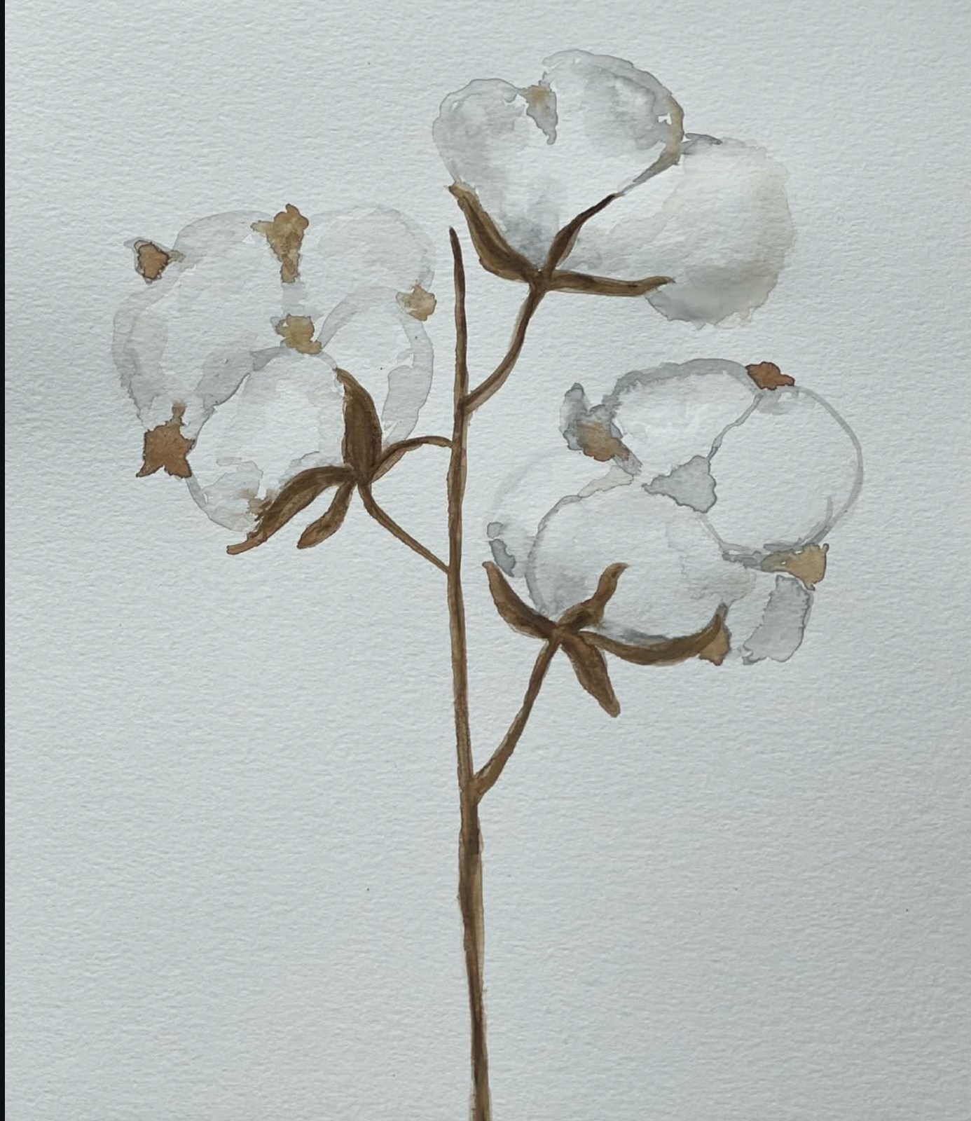 Southern Cotton Stem – Minimalist Watercolor